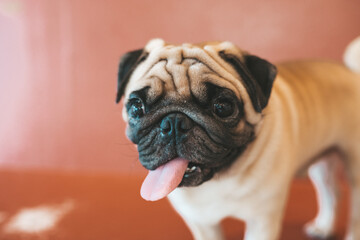 pug dog sitting on a chair in dog cafe in Thailand