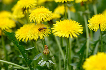 A bee sitting on yellow dandelion blossom on a springtime meadow in April in Germany