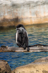 Colobus Monkey 