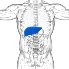 Liver 3D Illustration Human Digestive System Anatomy