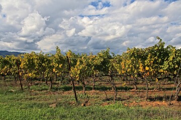 Fototapeta na wymiar Vineyard in Maremma, Tuscany, Italy 