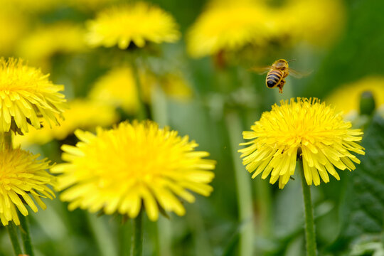 A bee landing on a yellow dandelion blossom on a springtime meadow in April in Germany