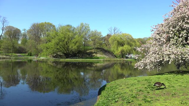 Wild ducks at the Harlem Meer lake shore with a blooming apple tree. NYC Central Park, USA 
