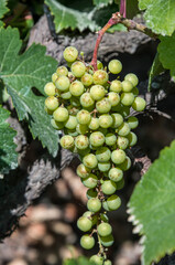 Racimo de uvas en una viña en el norte de la isla de Tenerife en Canarias
