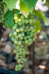 Uvas en una viña del norte de Tenerife en las islas Canarias