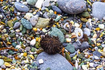 Dry urchin on the beach, pebbles