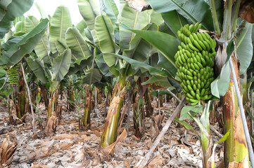 Plantas de plátanos en el interior de una plantación de plátanos en Tenerife, islas Canarias