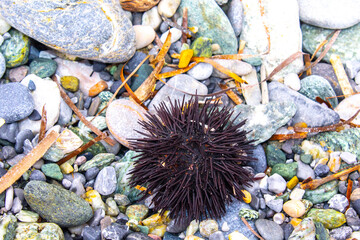 Dry urchin on the beach, pebbles