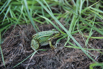frog in the grass