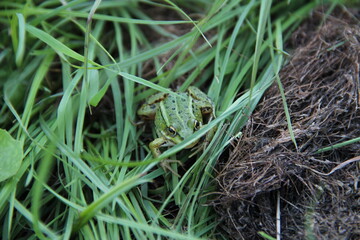 frog in the grass
