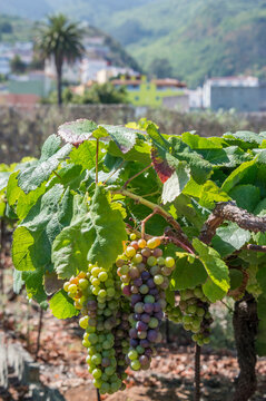 Parral con racimos de uvas en el norte de Tenerife en las islas Canarias