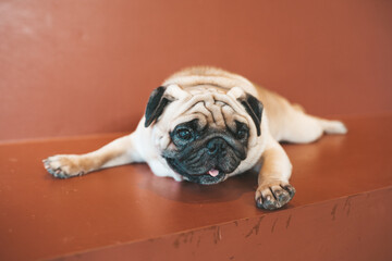 pug dog sitting on a chair in dog cafe in Thailand