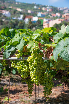 Racimos de uvas en un parral del norte de Tenerife en las islas Canarias