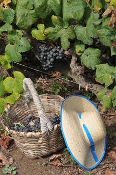 Cesta de mimbre y sombrero junto a una plantaci&oacute;n de uvas en Tenerife, Canarias