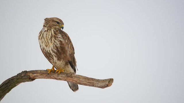 Common buzzard on a tree