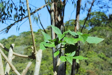 Hojas verdes con paisaje boscoso de fondo
