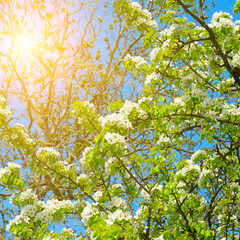 Flowering branch of pear. blooming spring garden.
