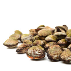 Scapharca subcrenata on white background 