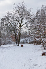 Winter landscape. Trees in a meadow on which there is snow. Snow flies through the air. There are wooden benches in the meadow