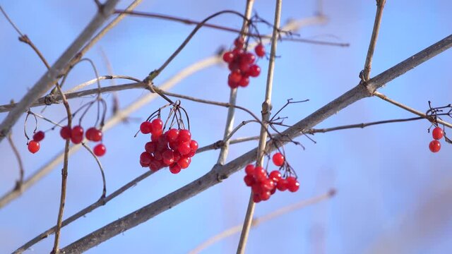 Closeup view 4k stock video footage of bright red berries hanging on bare branches of trees in winter cold garden outdoors