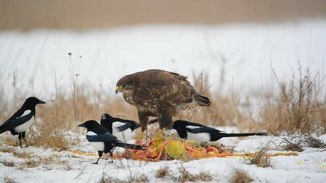 Buzzard and magpie birds eating meat on the snow