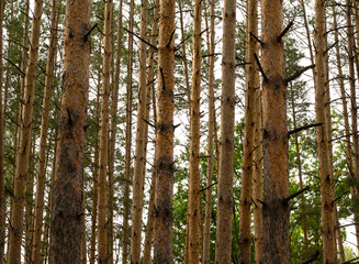 Fototapeta premium trees in the forest