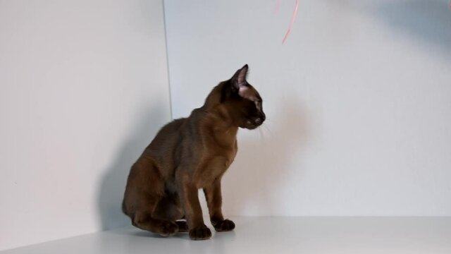 Purebred brown kitten with a toy. Charming birman cat playing with bright toy at home. Healthy young pedigree cat indoors.