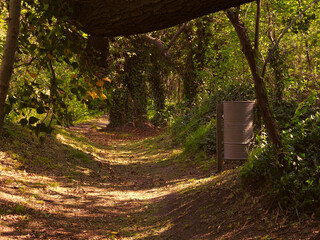 camino en el bosque