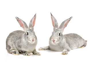 grey rabbit on a white background