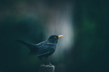 Fototapeta premium Blackbird (Turdus merula) dark background