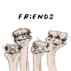 Portrait of a four Funny Ostriches. Friends - lettering quote. Humor card, t-shirt composition, hand drawn style print. Vector illustration.