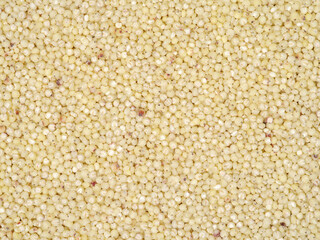 sorghum background