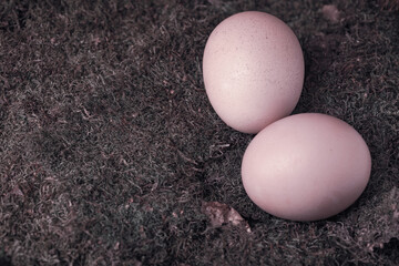 Style- chicken egg is prepared for cooking