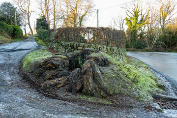 Fototapeta premium An old rotten hollow decomposing deciduous tree stump on frozen ground in winter