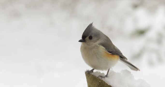 Tufted titmouse chased away by sparrow in snow