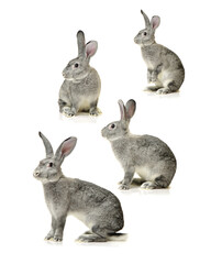 grey rabbit on a white background