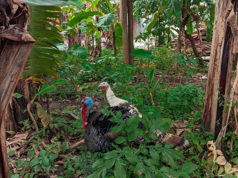 a pair of beautiful turkeys.  This photo was taken on the 18th of February 2021