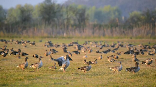 Flock of White-fronted goose