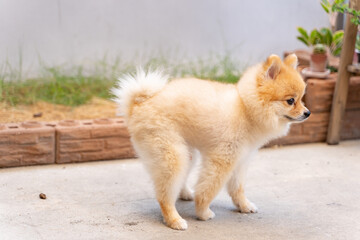 Cute small Pomeranian dog pooping out of prepared area. dog terrier shitting on park with the grass field, Dog defecate on the garden