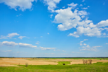 Green field under blue clouds sky.