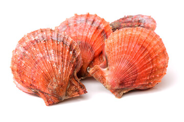 Raw scallop on white background