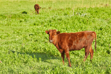 Cows grazing on a green meadow