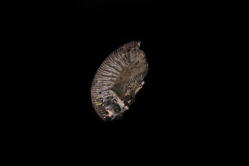 Ammonite fossil embedded on black glass background.