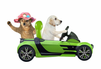 A dog labrador drives a green car with a passenger. White background. Isolated.