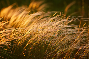 Field with wild grasses at sunset. Selective focus.