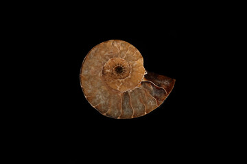 Ammonite fossil embedded on black glass background.