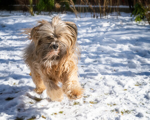 Naklejka na ściany i meble Tibetan terrier dog running in the snow