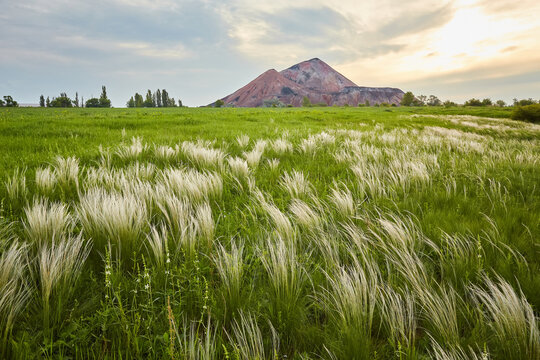 Feather Grass or Needle Grass, Nassella tenuissima, forms already at the slightest breath of wind