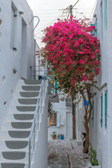 Traditional Cycladitic alley with narrow street, whitewashed houses and a blooming bougainvillea flowers in parikia, Paros island, Greece.