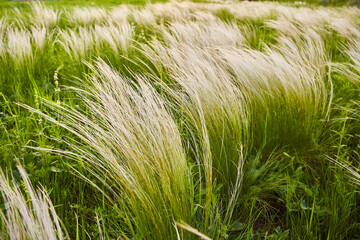 Field with wild grasses at sunset. Selective focus.